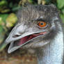 Emo Emu