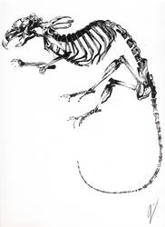 Grey Mouse Skeleton