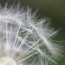 Macro Dandelion