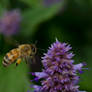 Bee in flight