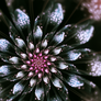 Dahlia