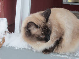 Snowy Siamese