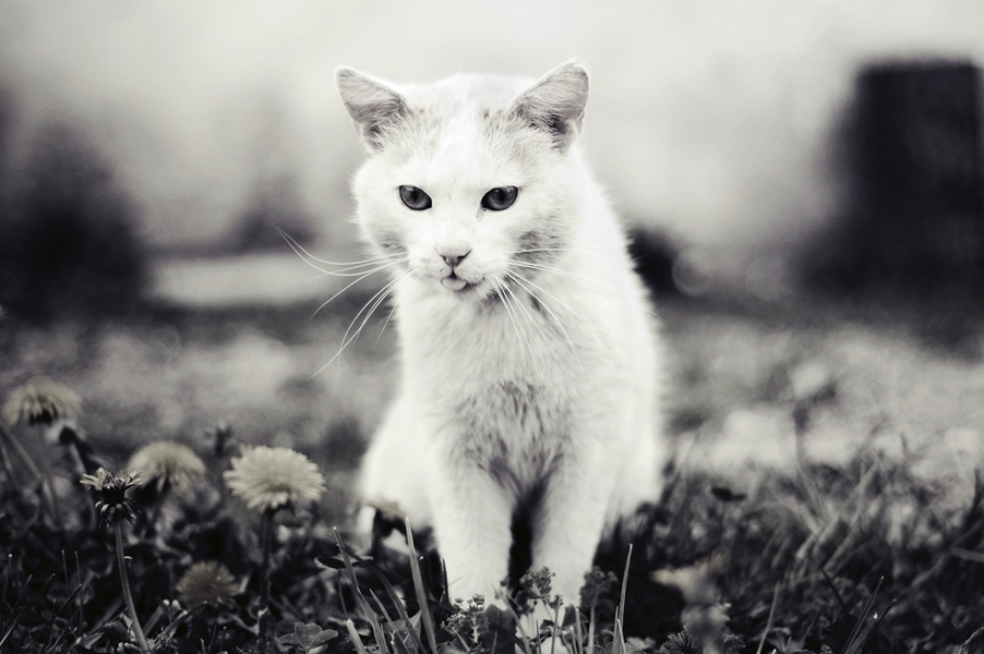 white kitty