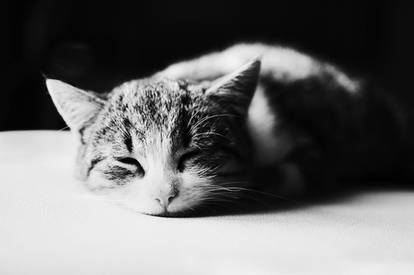 sleeping cat