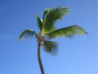 Palm