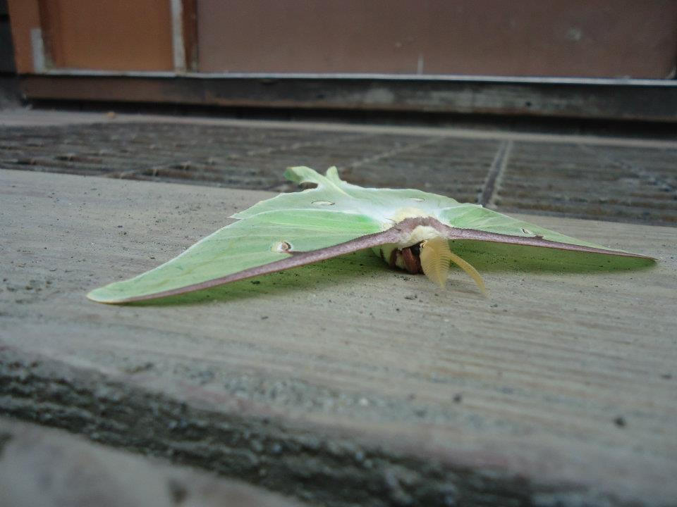 Luna Moth By BluRose94 On DeviantArt luna-moth-by-blurose94-on-deviantart