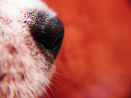 Mysister'sfriend'sdog'snose