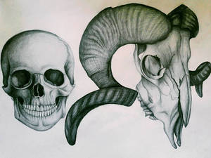 human skull vs. aries skull