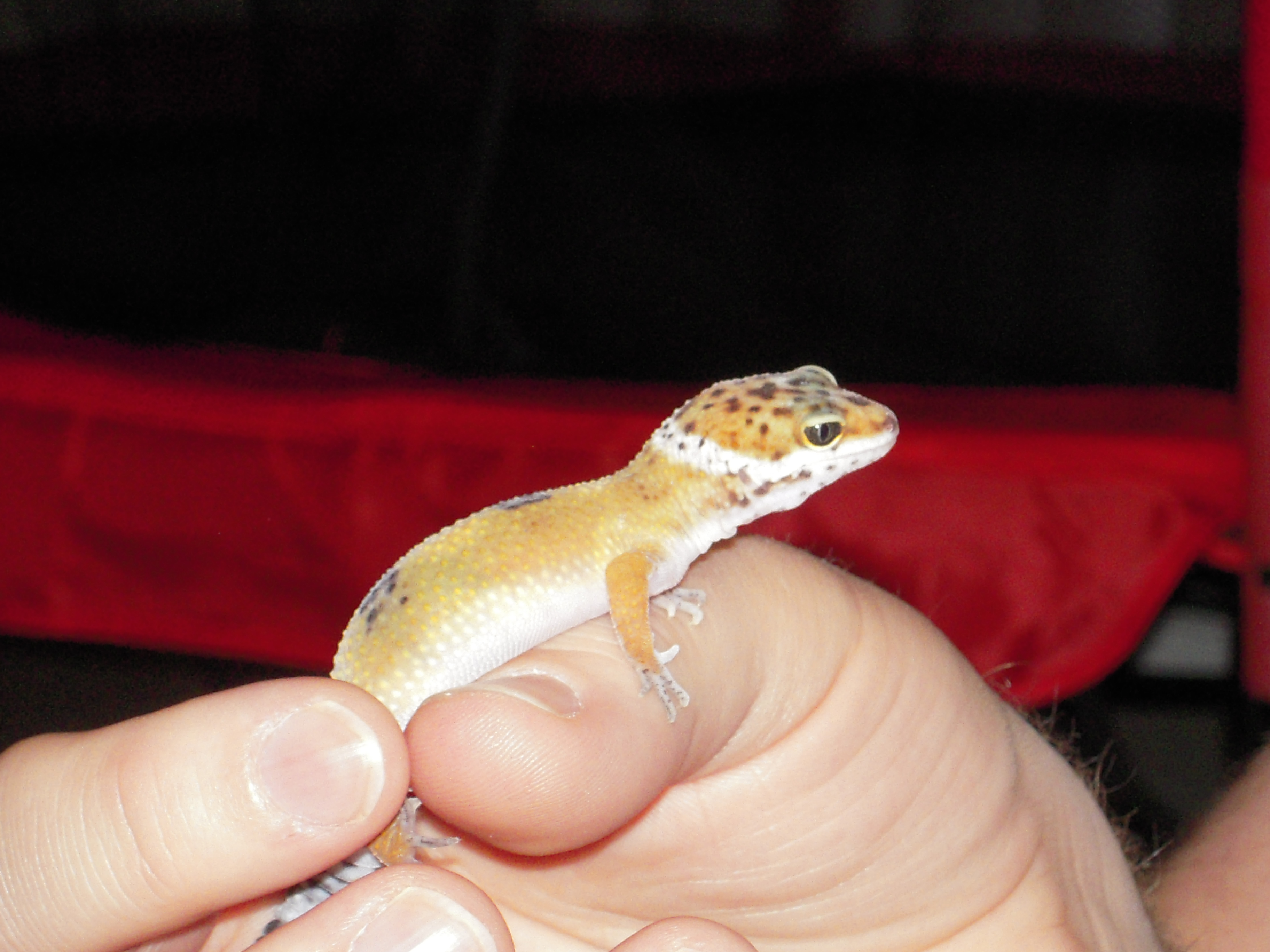 leopard gecko