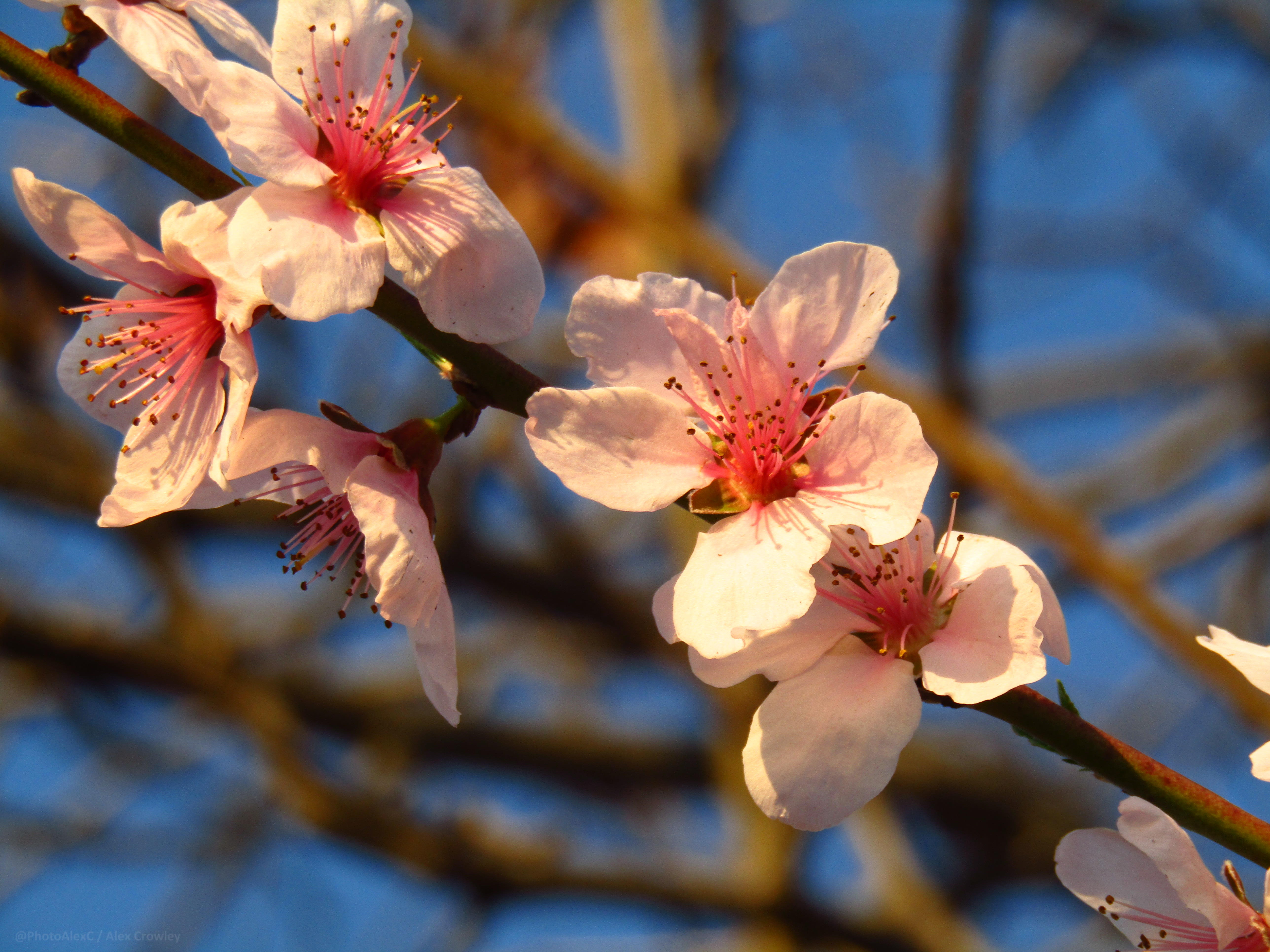 Sakura (Wild Cherry Blossoms)