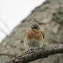 Making Eye-Contact (Eastern Bluebird)