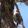 His favorite tree (Red bellied woodpecker)