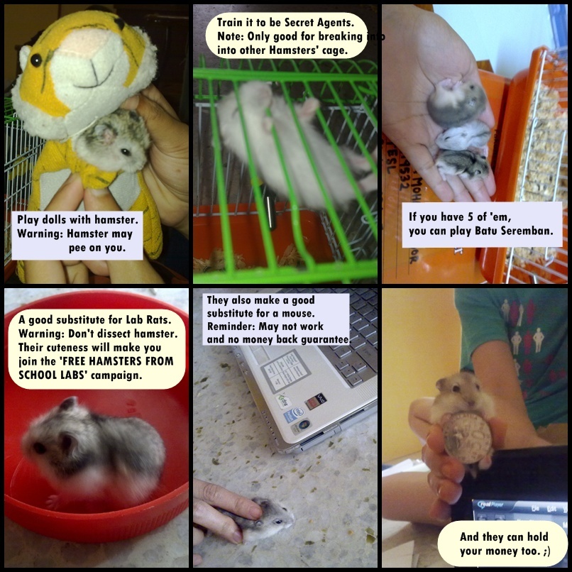 Things to do with your Hamster