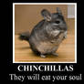 Chinchillas