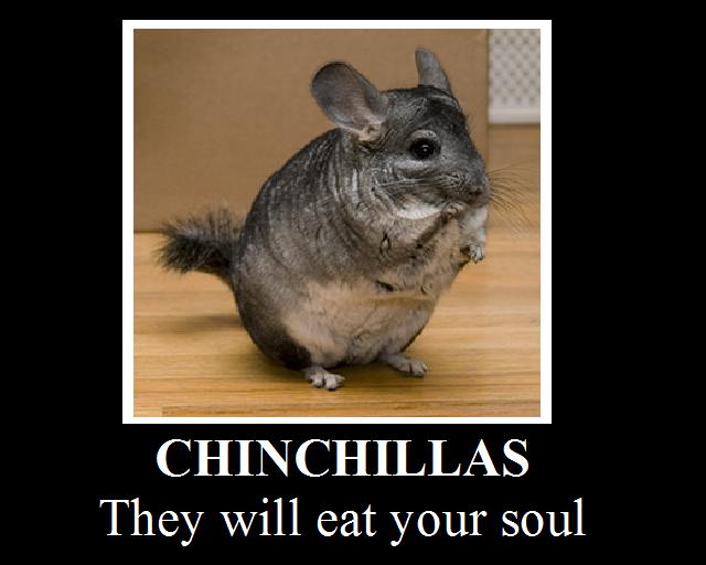 Chinchillas