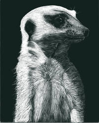 Meerkat Scratchboard