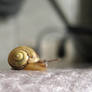 The little snail 3