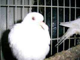 my baby dove