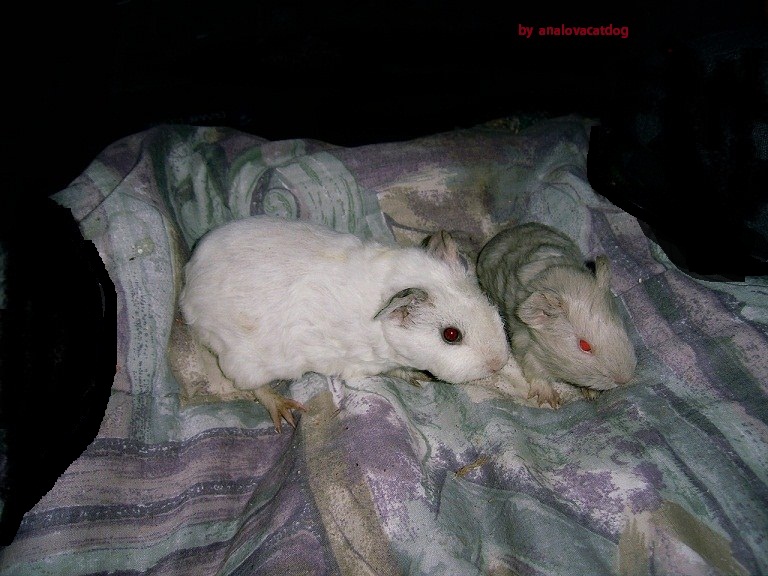 guinea pigs cuties