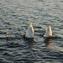 upsidedown parent swans