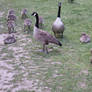 a dozen of baby love. large canadian goose family