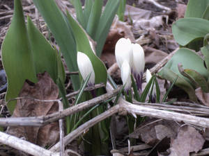 hope spring glory