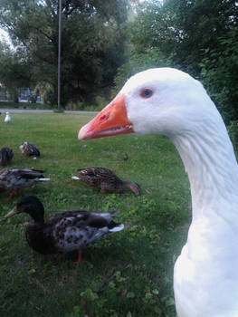 hello look at me i am beautiful feed me