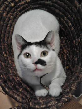 my basket my beautiful toni