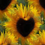 heart sunflower happy birthday