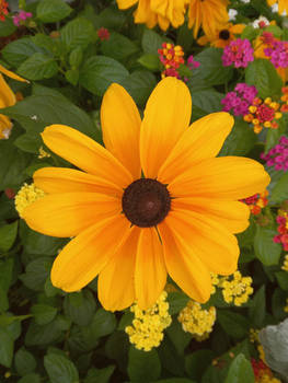 You stand you the golden flower