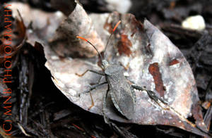 Leaf Footed Bug