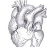 Human Heart