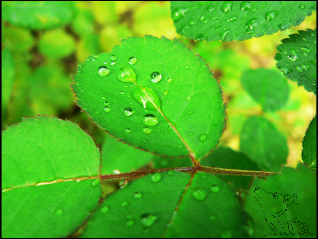 Dew on the leaves of roses by Isabellapir on DeviantArt