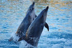 Dolphins at Seaworld 3 by daniellepowell82