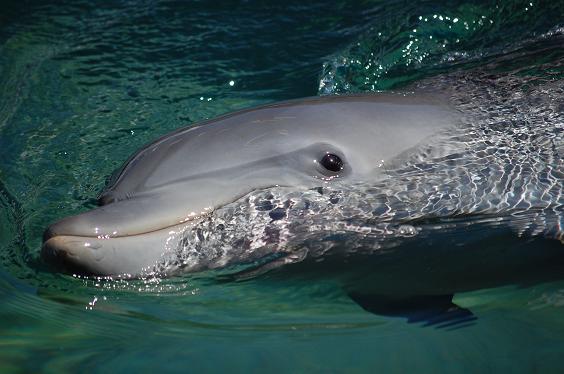 Baby Dolphin at Seaworld 2