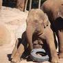 Elephants at melb zoo