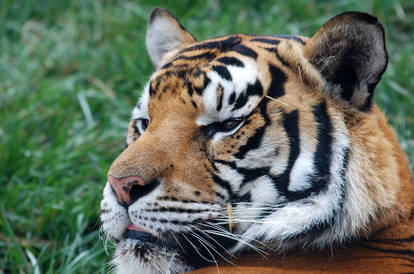 Tigers at Tasmania