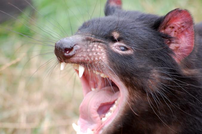 Tassie devil