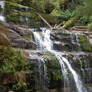 Liffey Falls - tasmania 4