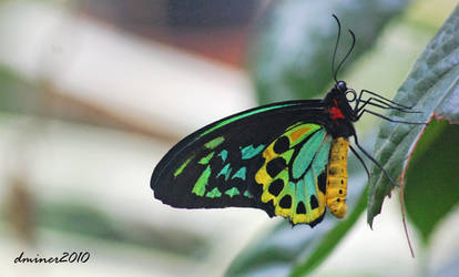 Birdwing Butterfly 02 by daniellepowell82