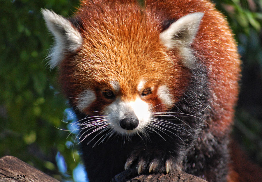 Red Panda 05