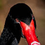 Red Eyed Black Swan 3