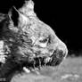 Wombat BW