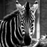 Zebra BW