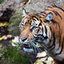 Tiger Portrait