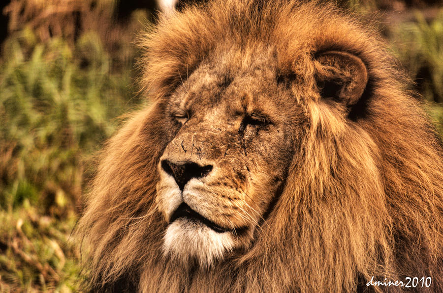 Lion HDR