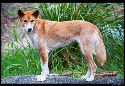 Dingo