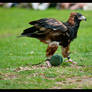 Black Breasted Buzzard