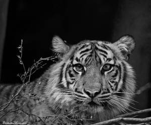 Tiger Black and White