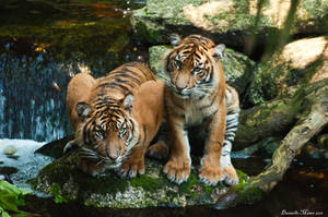 Tigers on a Rock